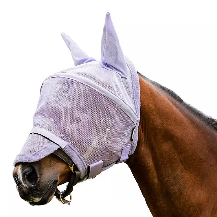 Lavander